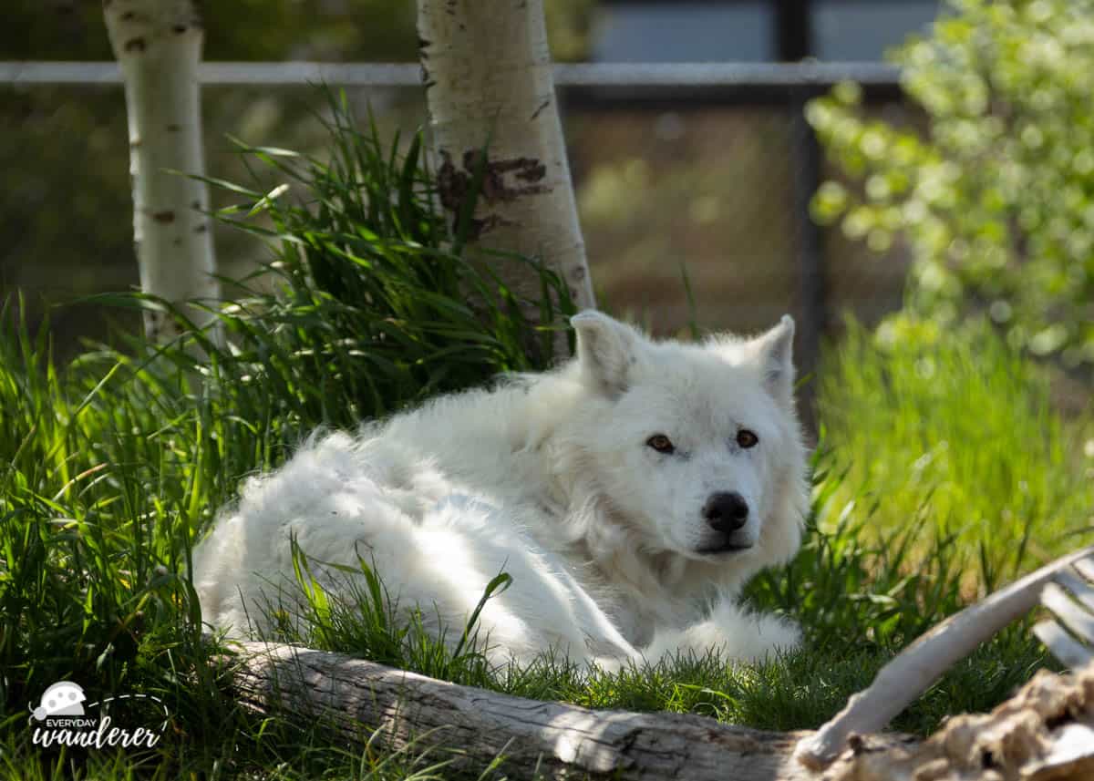 A wolf rests in the shade at the Grizzly and Wolf Discovery Center in West Yellowstone, Montana