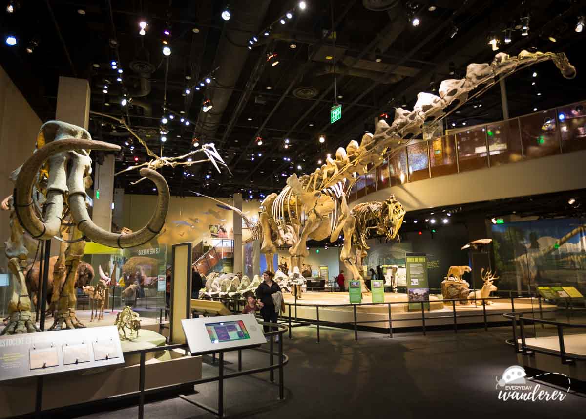 Watch paleontologists process recently discovered fossils at the Perot Museum in Dallas Texas.