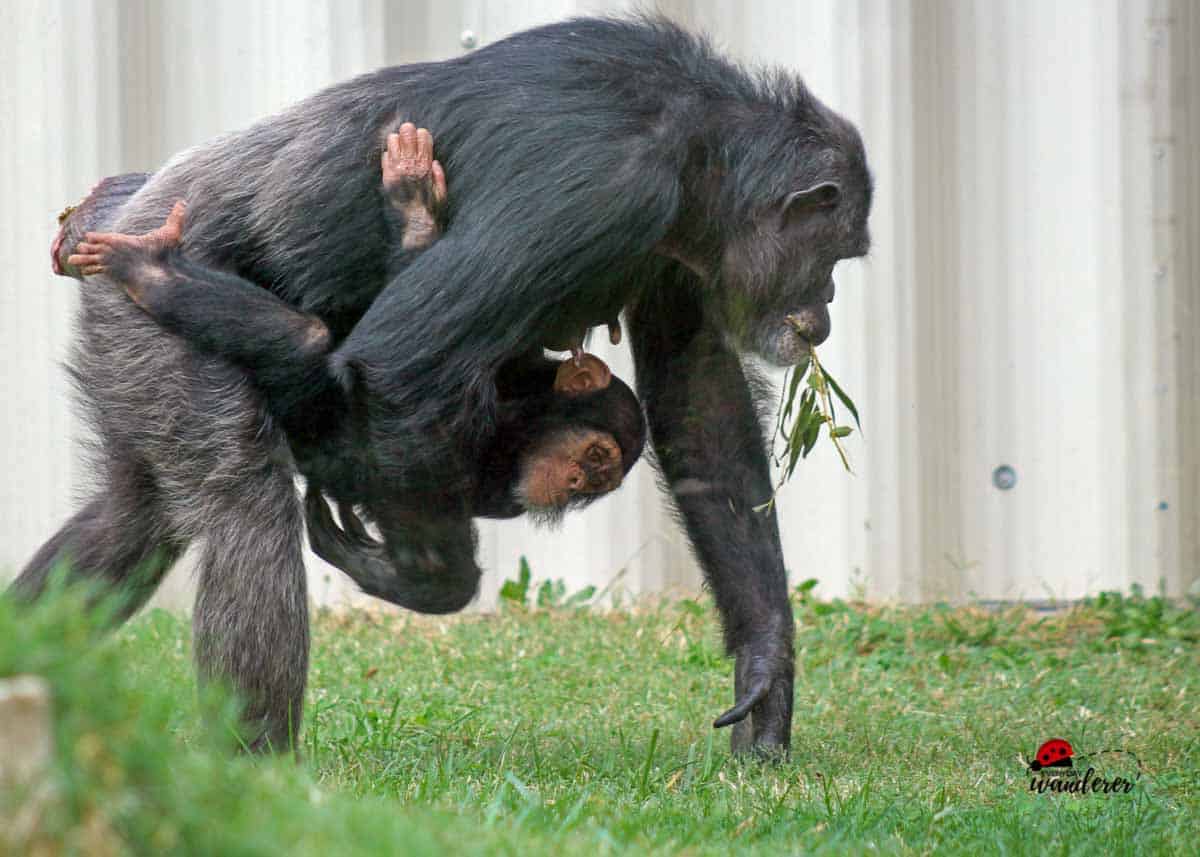 A baby chimpanzee catches a ride