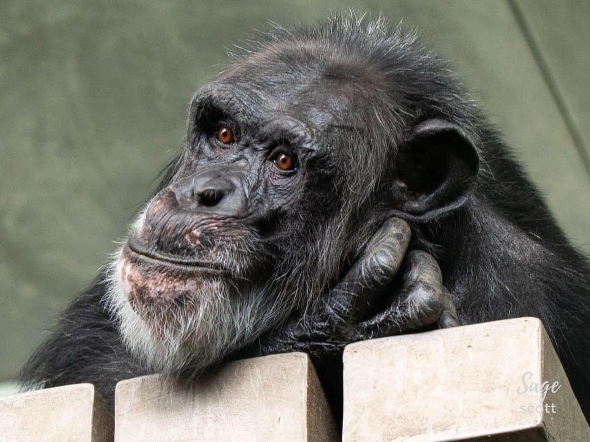 Chimp at Sunset Zoo in Manhattan, KS