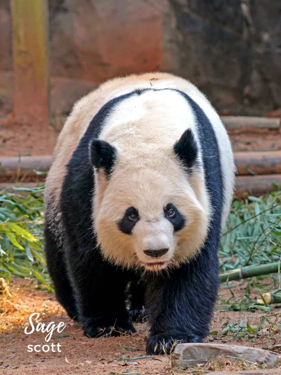 Giant panda walking at Zoo Atlanta
