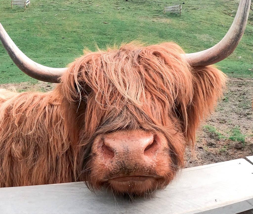 A shaggy highland cow in Queenstown NZ