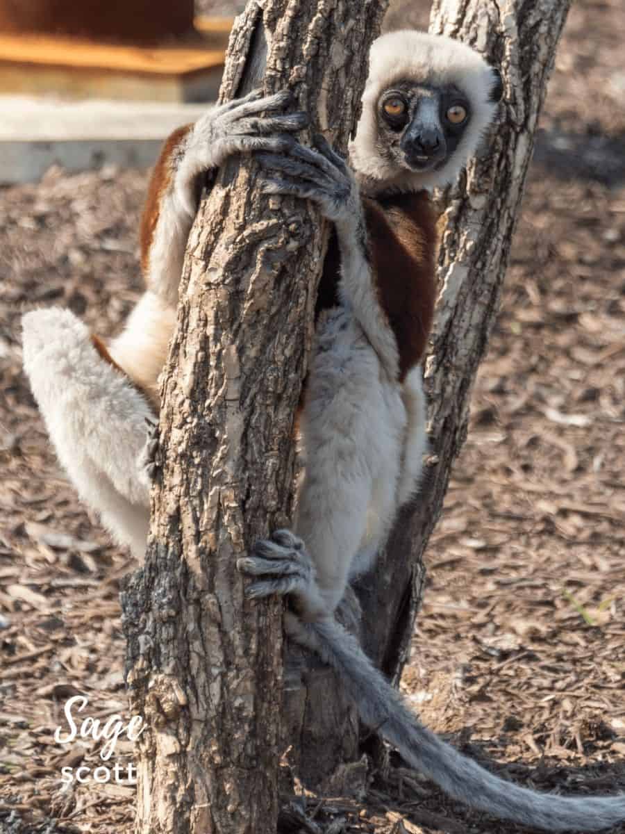 Lemur sitting in a tree at the St. Louis Zoo
