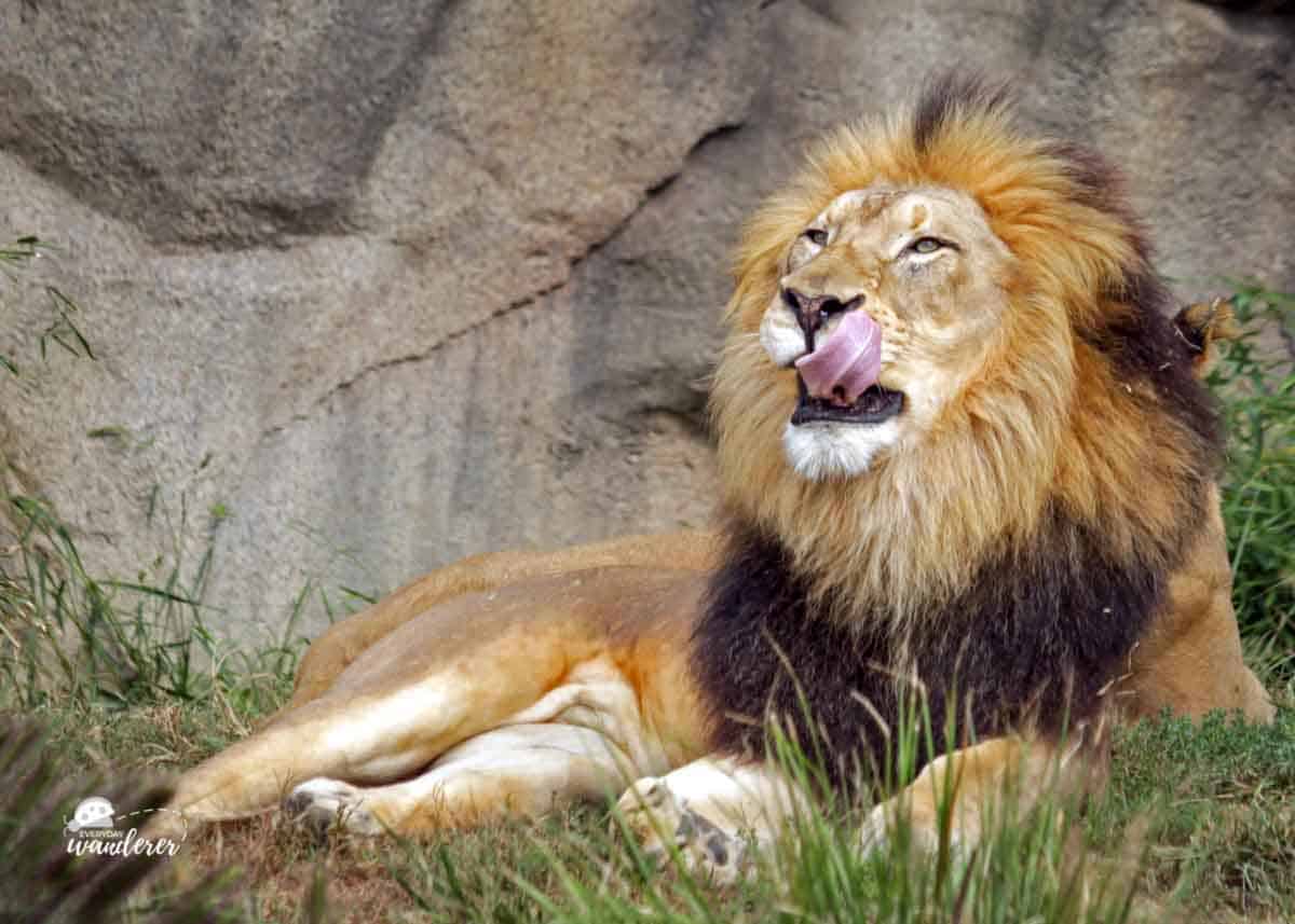 Here's where to watch lions on live animal cams