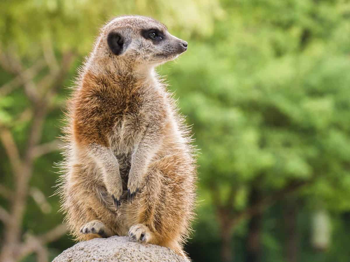 Watch meerkats on live animal cams