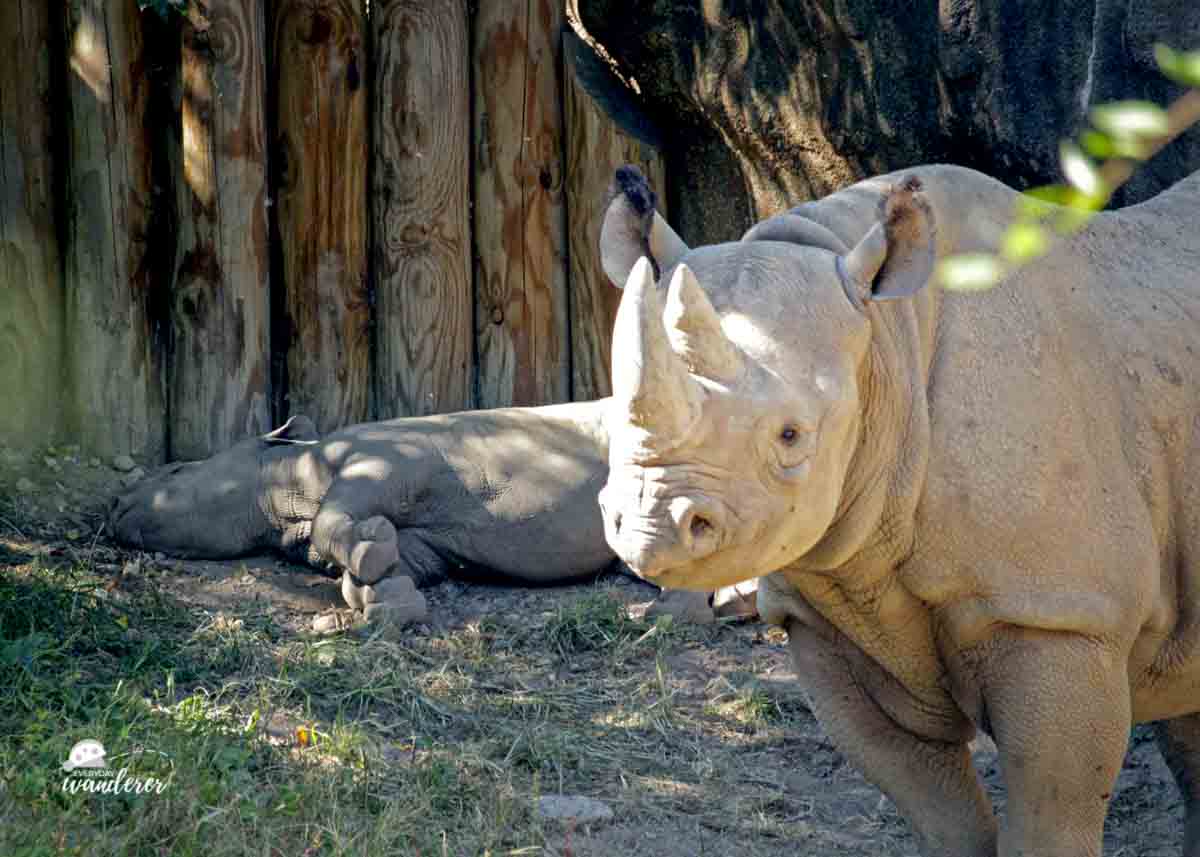 Mother and baby rhino at the Cincinnati Zoo