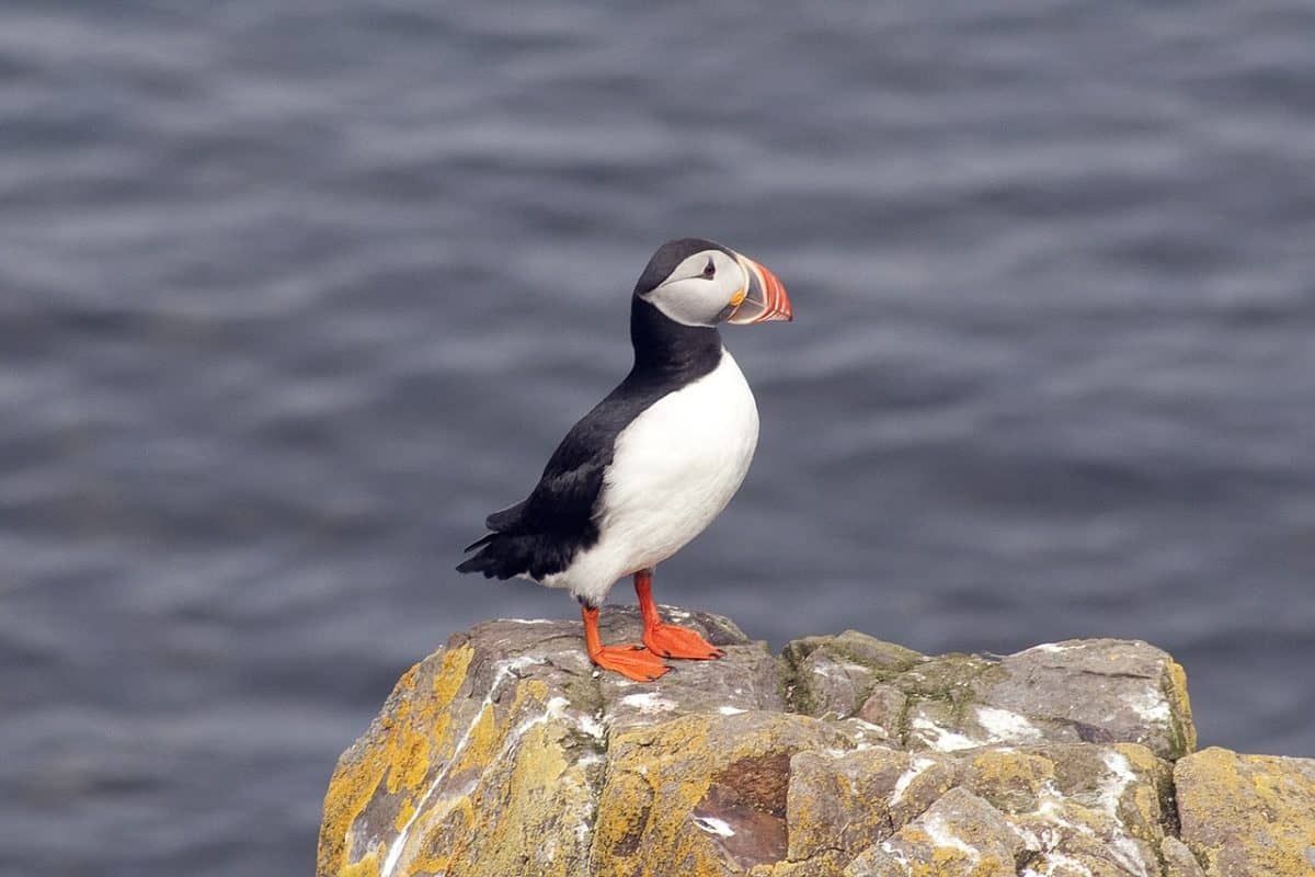 Watch puffins on live animal cams