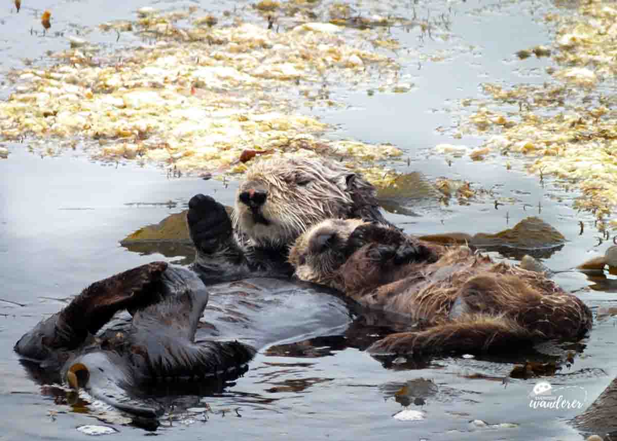 Sea Otters near Whaler's Cove at Point Lobos in California