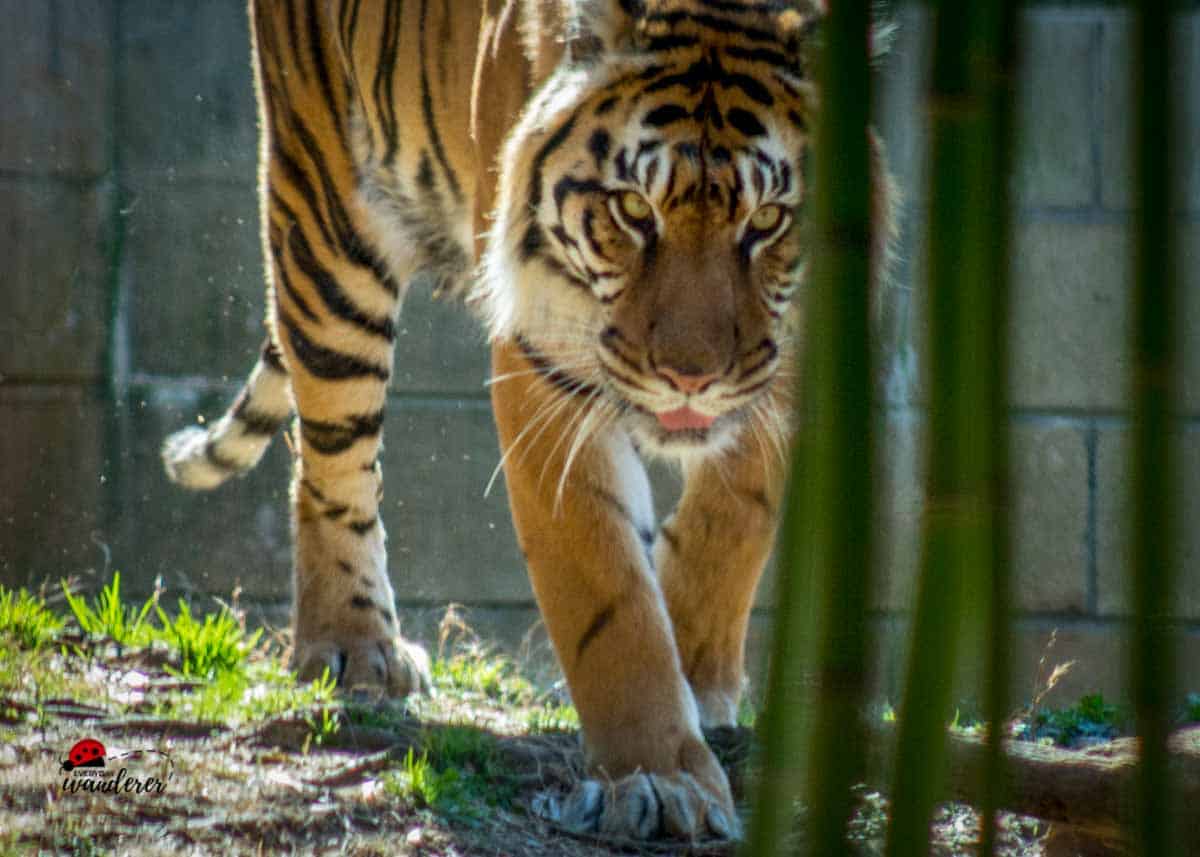 A tiger stalks the photographer at Zoo Atlanta