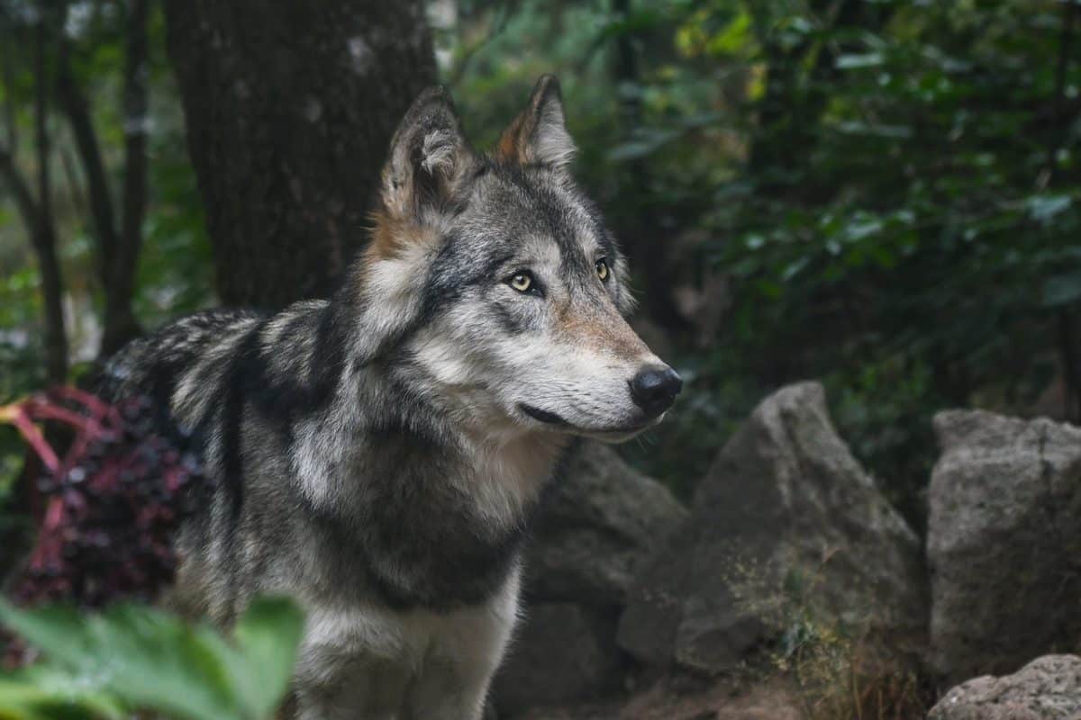 Watch Gray Wolves on Live Animal Cams