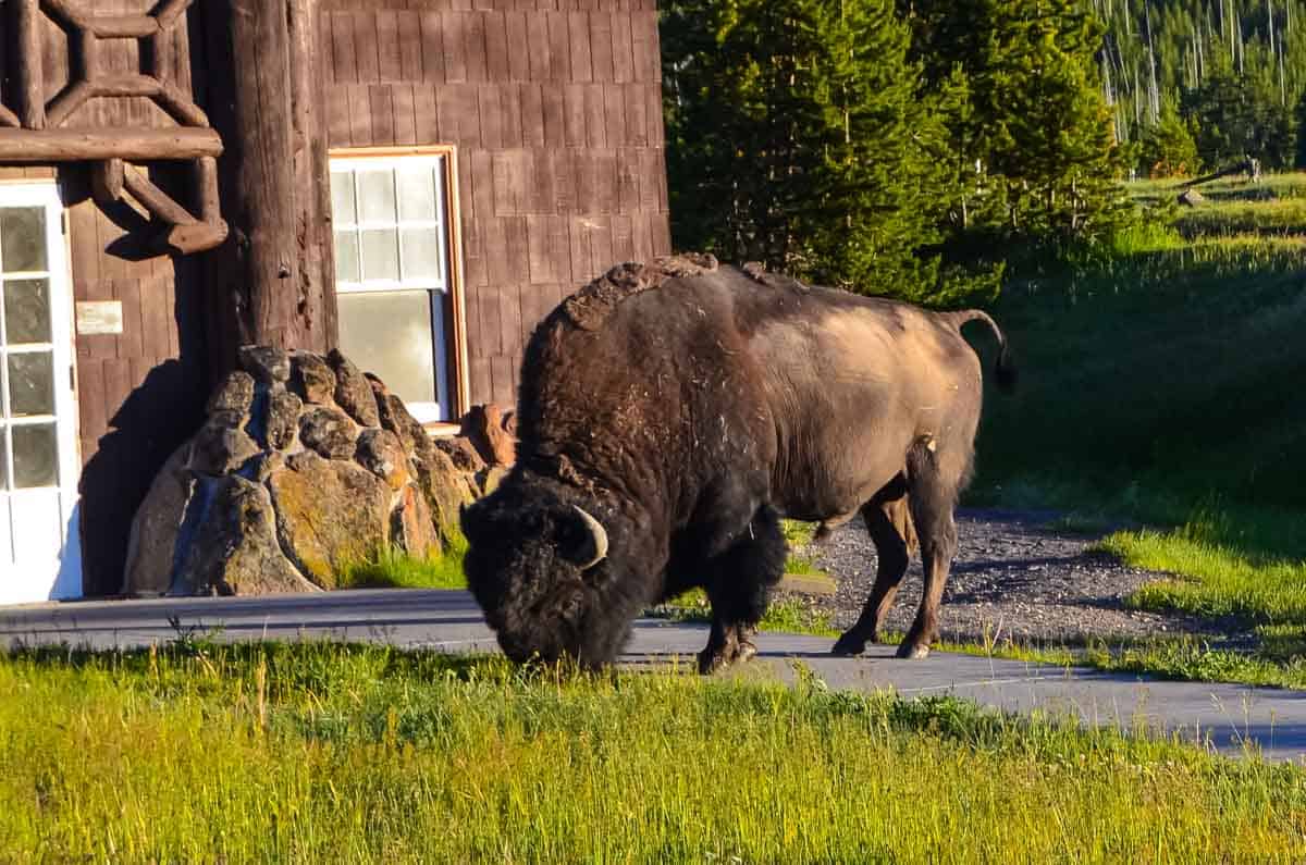 A bison grazing at Yellowstone National Park