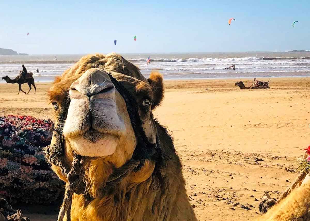 A camel on the beach of Essaouira Morocco