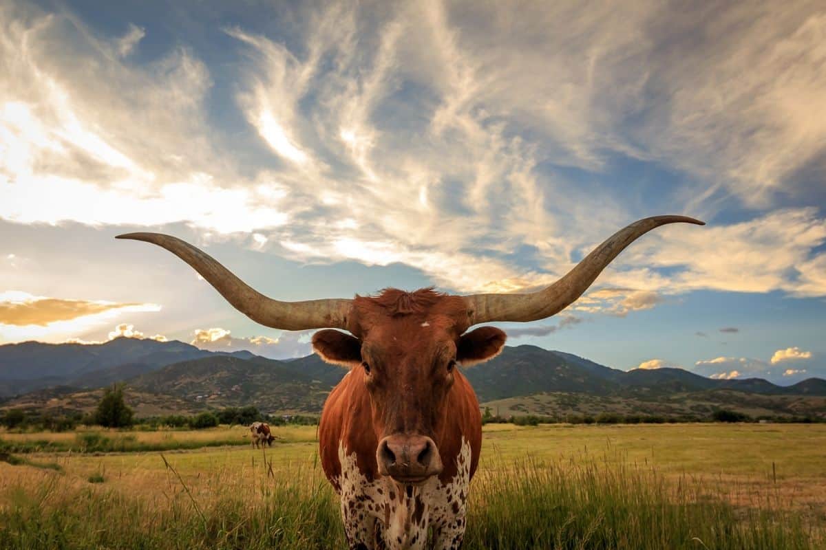 Texas Longhorn at Sunset