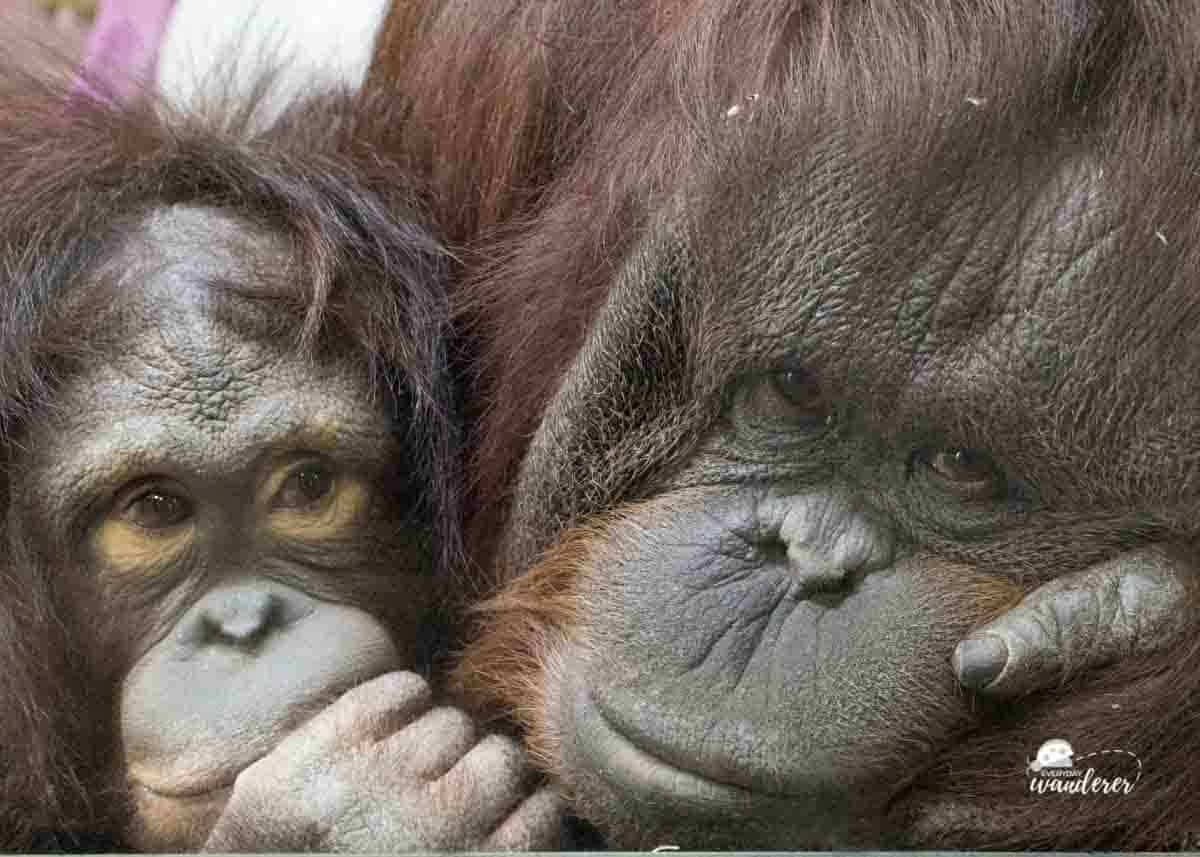 Orangutans at the Kansas City Zoo