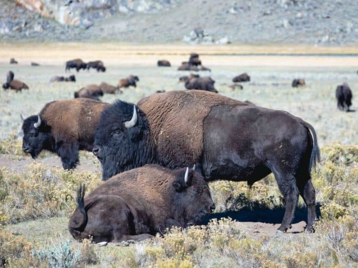 Bison Herd at Yellowstone National Park