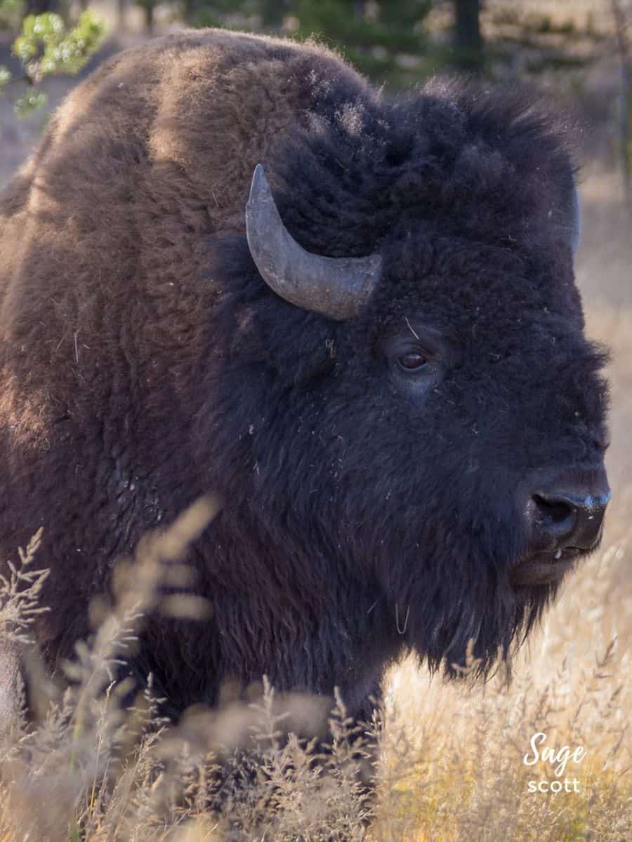 Bison at Yellowstone National Park