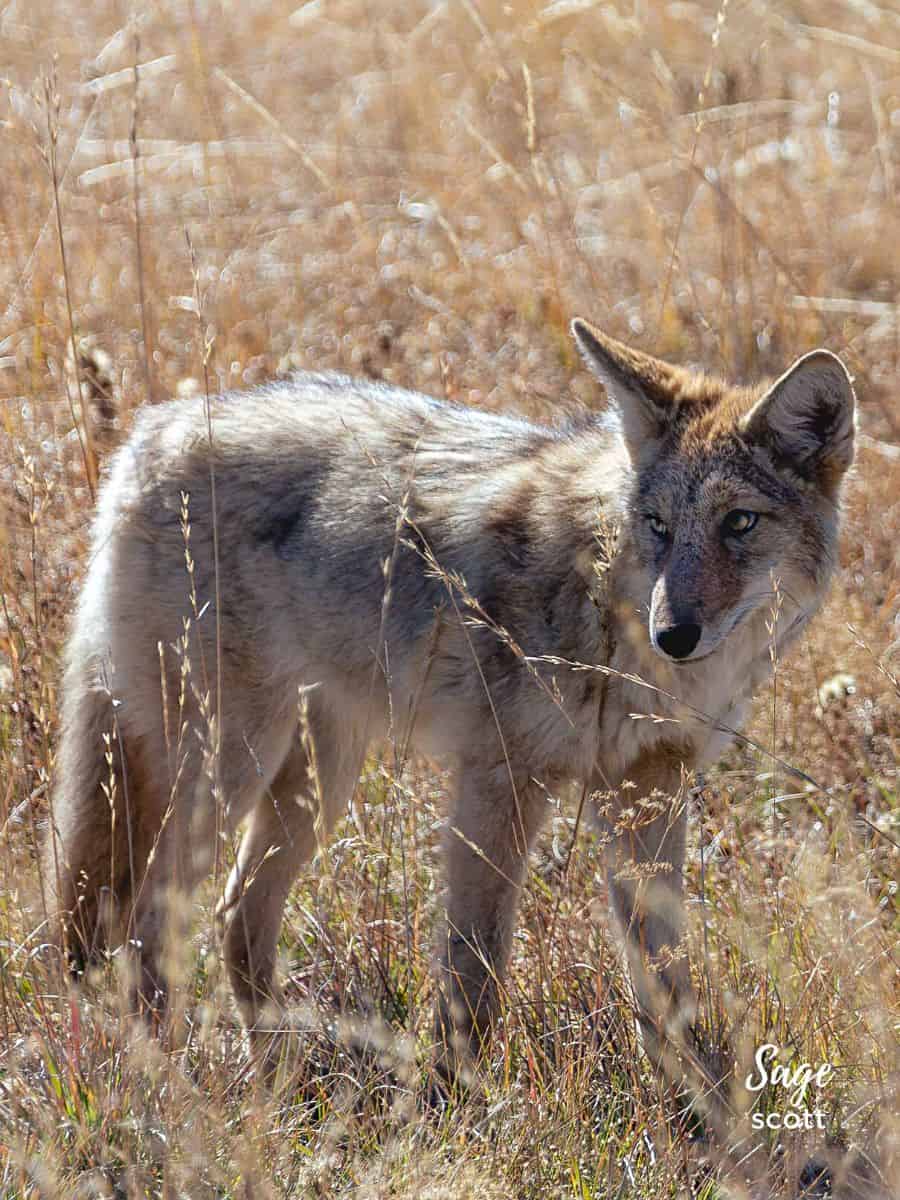 Coyote in Hayden Valley at Yellowstone National Park