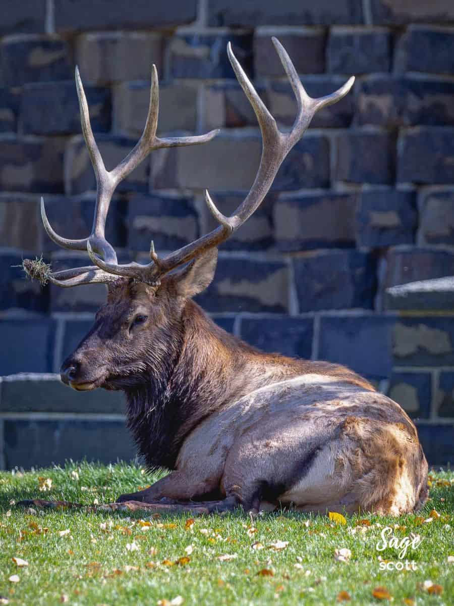 An Elk Bull Resting in Park in Gardiner, MT