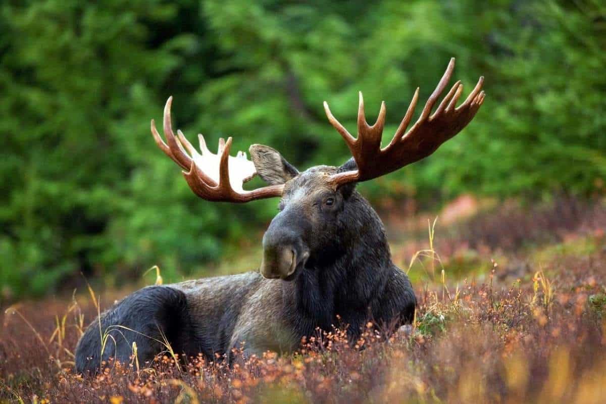 Watch for moose in southwest Yellowstone