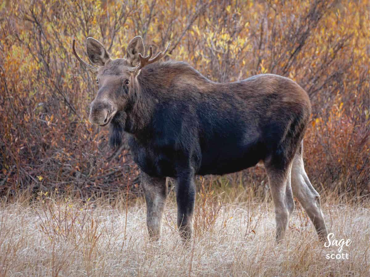 Young Moose Bull Near West Yellowstone