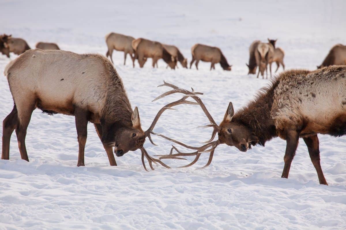 The National Elk Refuge is located on the northeastern edge of Jackson, Wyoming