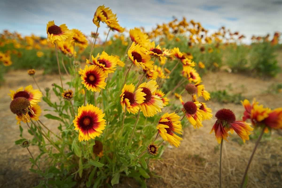 A field of Indian blanket flowers, the state flower of Oklahoma