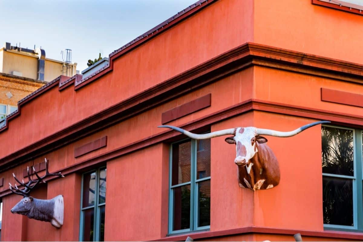 The head of a longhorn steer affixed to the corner of the Buckhorn Saloon in San Antonio