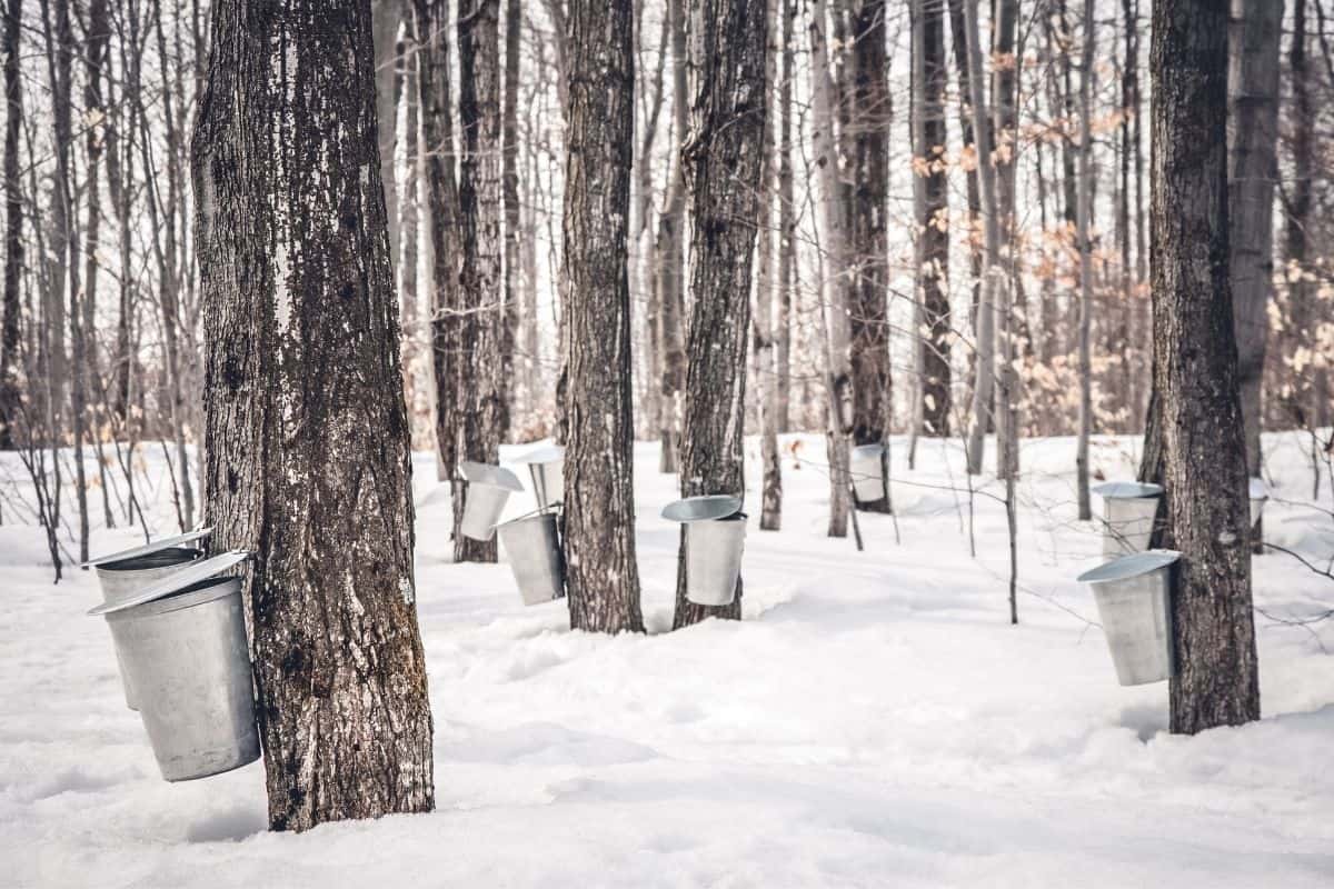 Maple trees tapped for sap in a snowy thicket