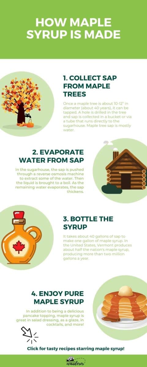 An infographic that details how maple syrup is made.
