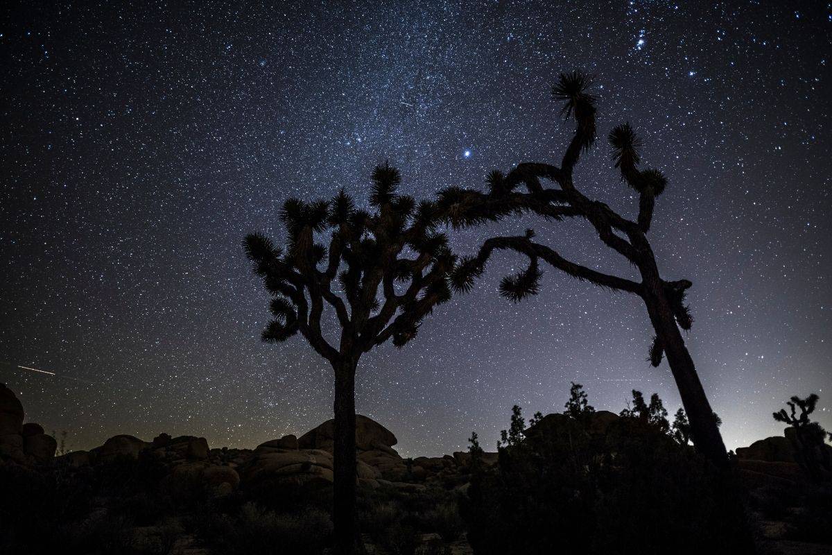 A Joshua tree under a star-filled sky