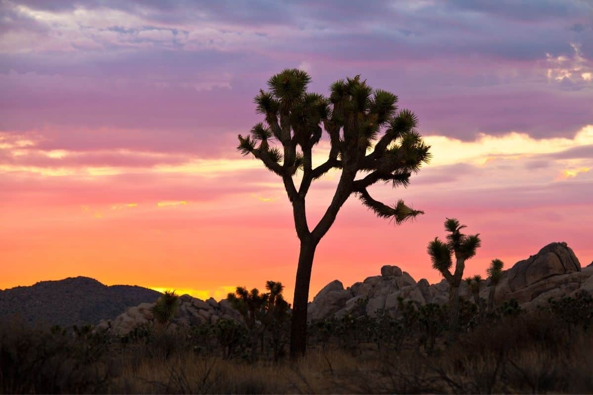 A brilliant sunset behind a Joshua Tree in California