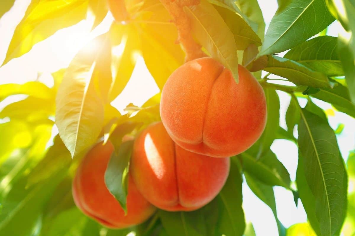 Sun shining behind ripe peaches on a tree