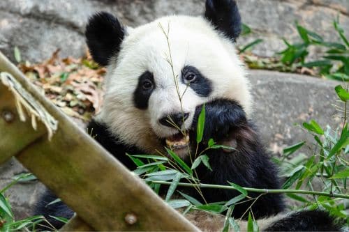 A panda bear munching on bamboo at Zoo Atlanta.