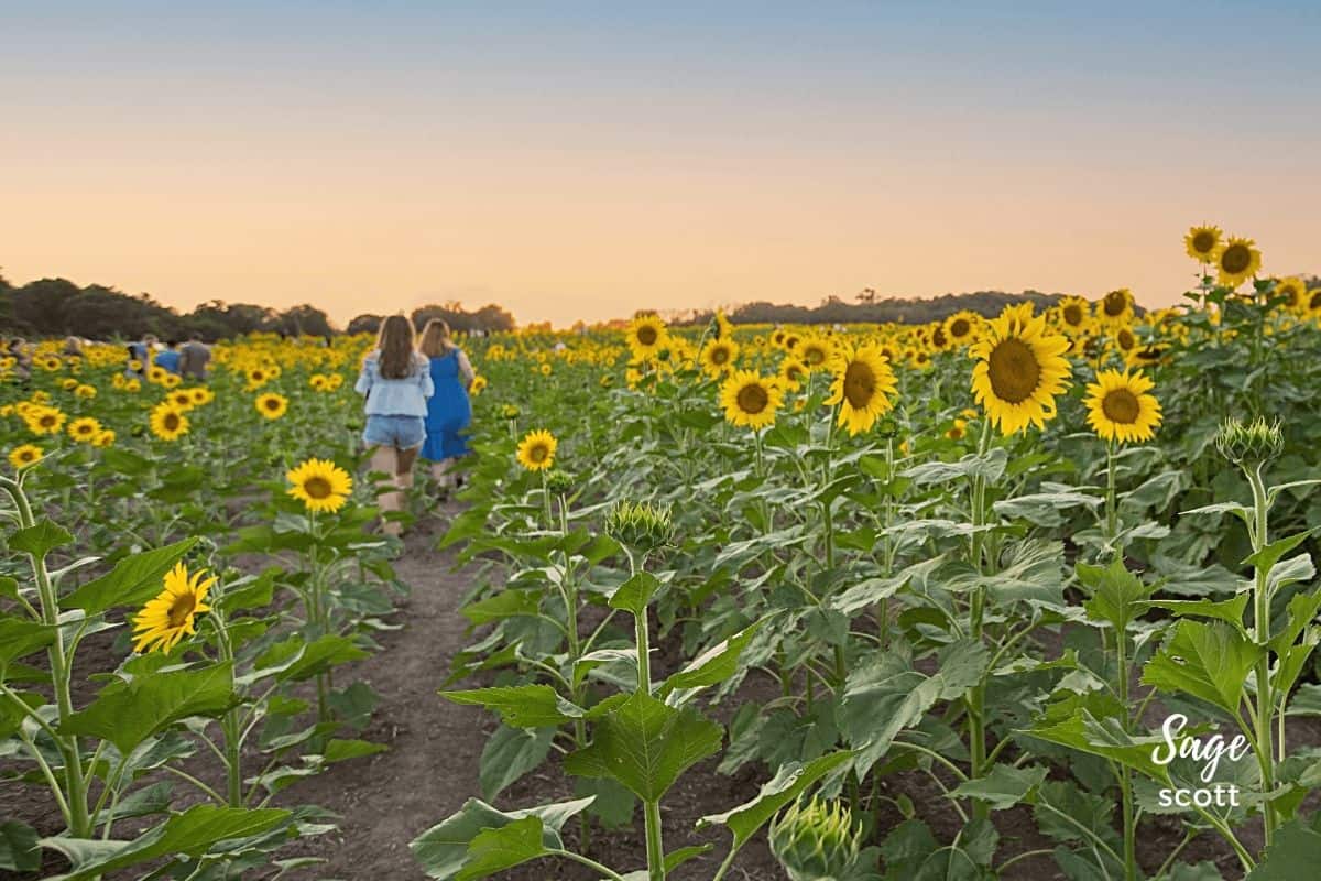 Girls Walking in Sunflower Field in Kansas