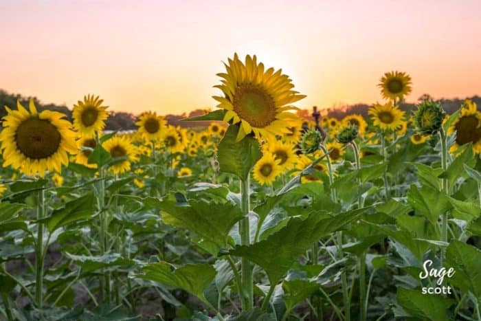 Grinter Farms Sunflower Fields in Lawrence KS at Sunset