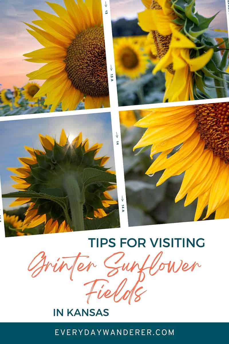 Tips for visiting Grinter Farms' sunflower fields in Kansas.