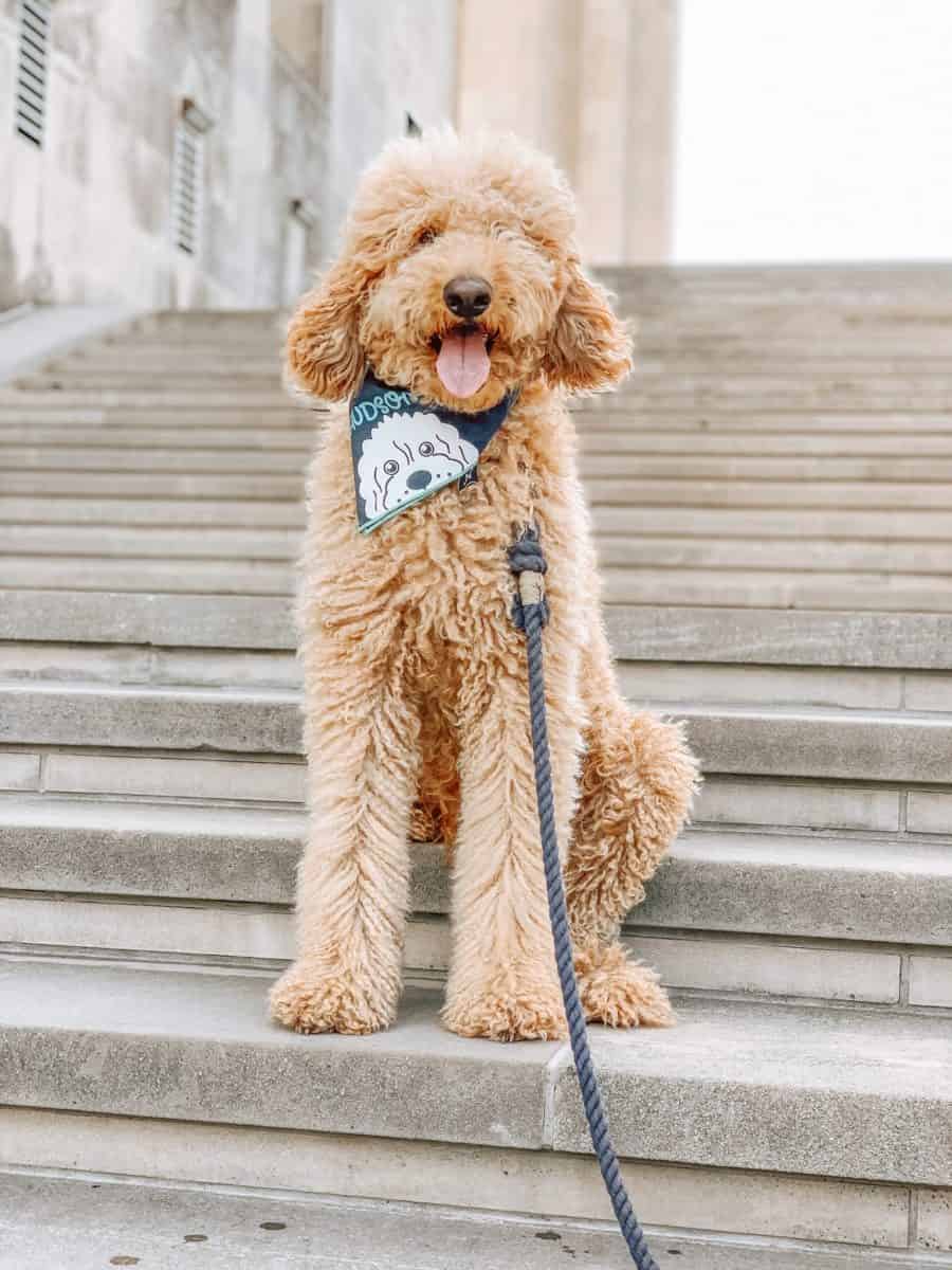 Hudson the Goldendoodle Sitting on Steps at Country Club Plaza