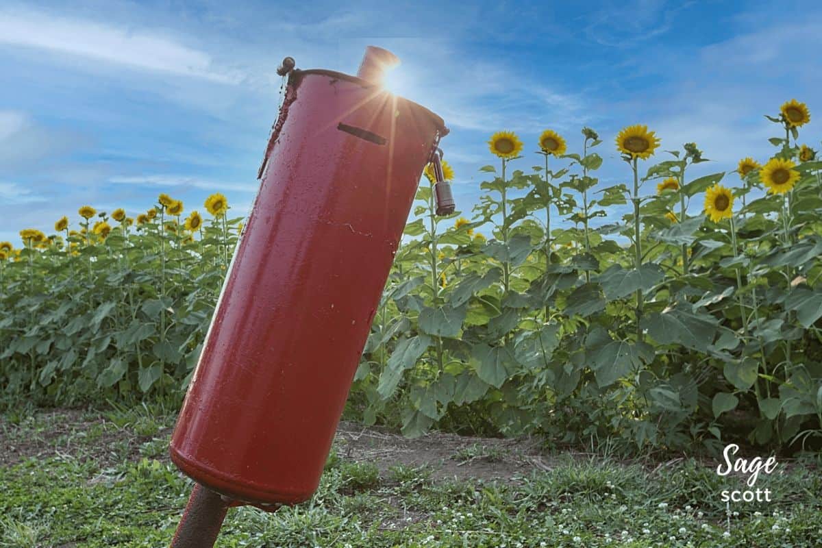 Red Tubular Donation Box at Grinter Farms Sunflower Field
