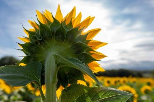 Related Article - Sunflower Quotes