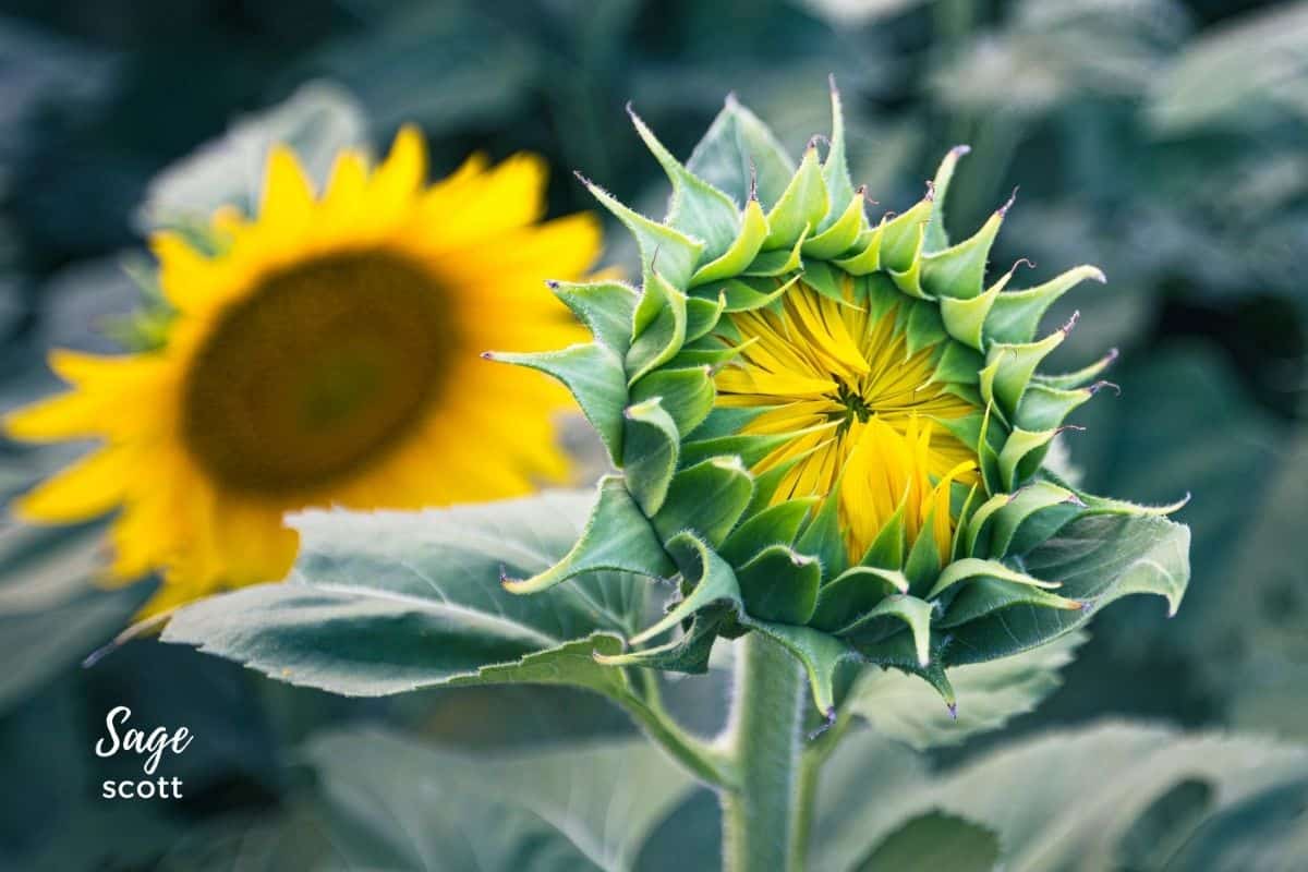Sunflower About to Open at Grinter Farm