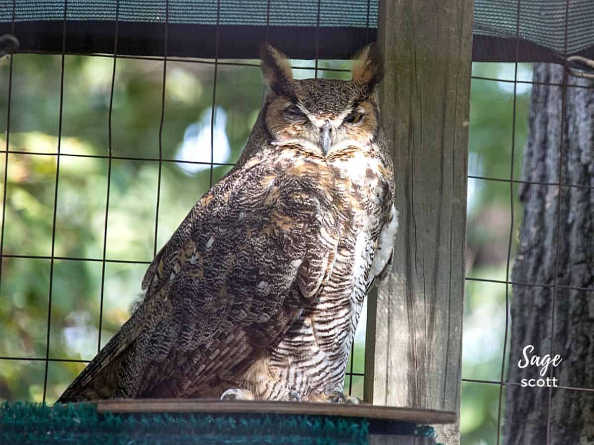 Owl at World Bird Santuary in St. Louis, Missouri