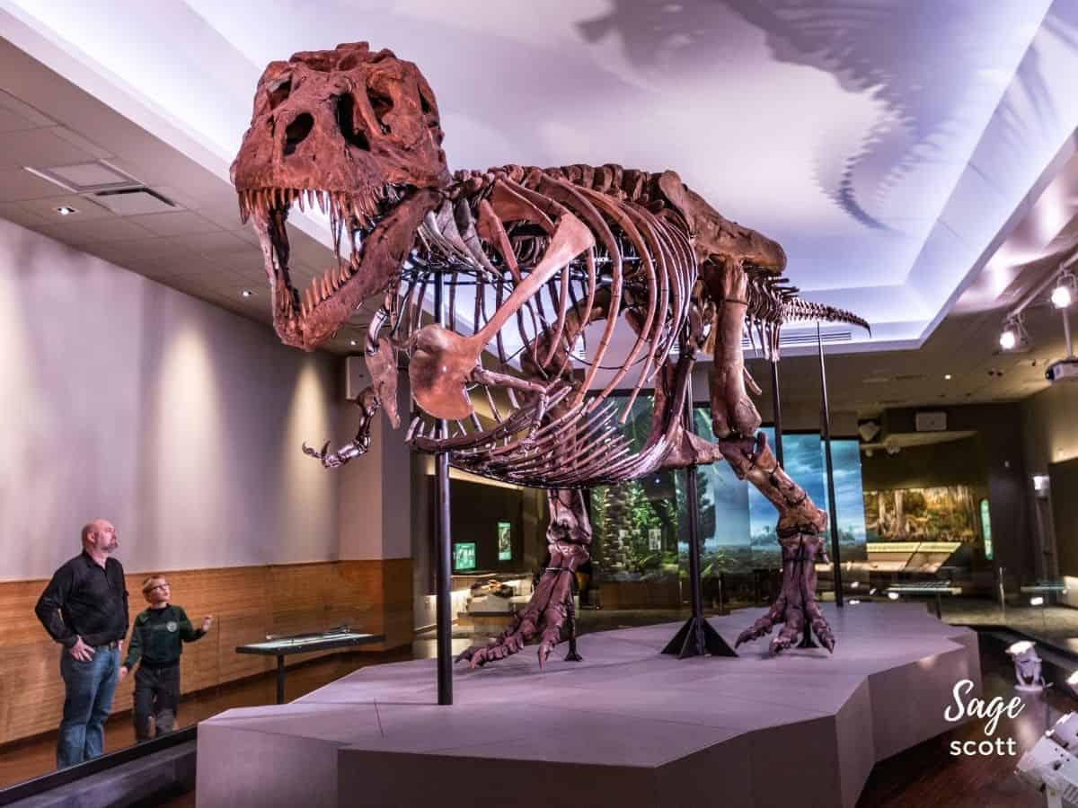 SUE the T-Rex at the Field Museum in Chicago