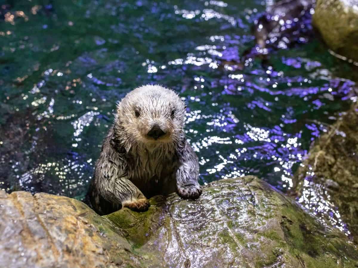 A sea otter at Shedd Aquarium in Chicago