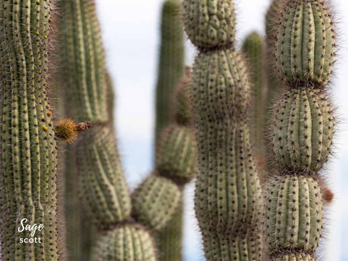 A Bunch of Saguaro Cactus