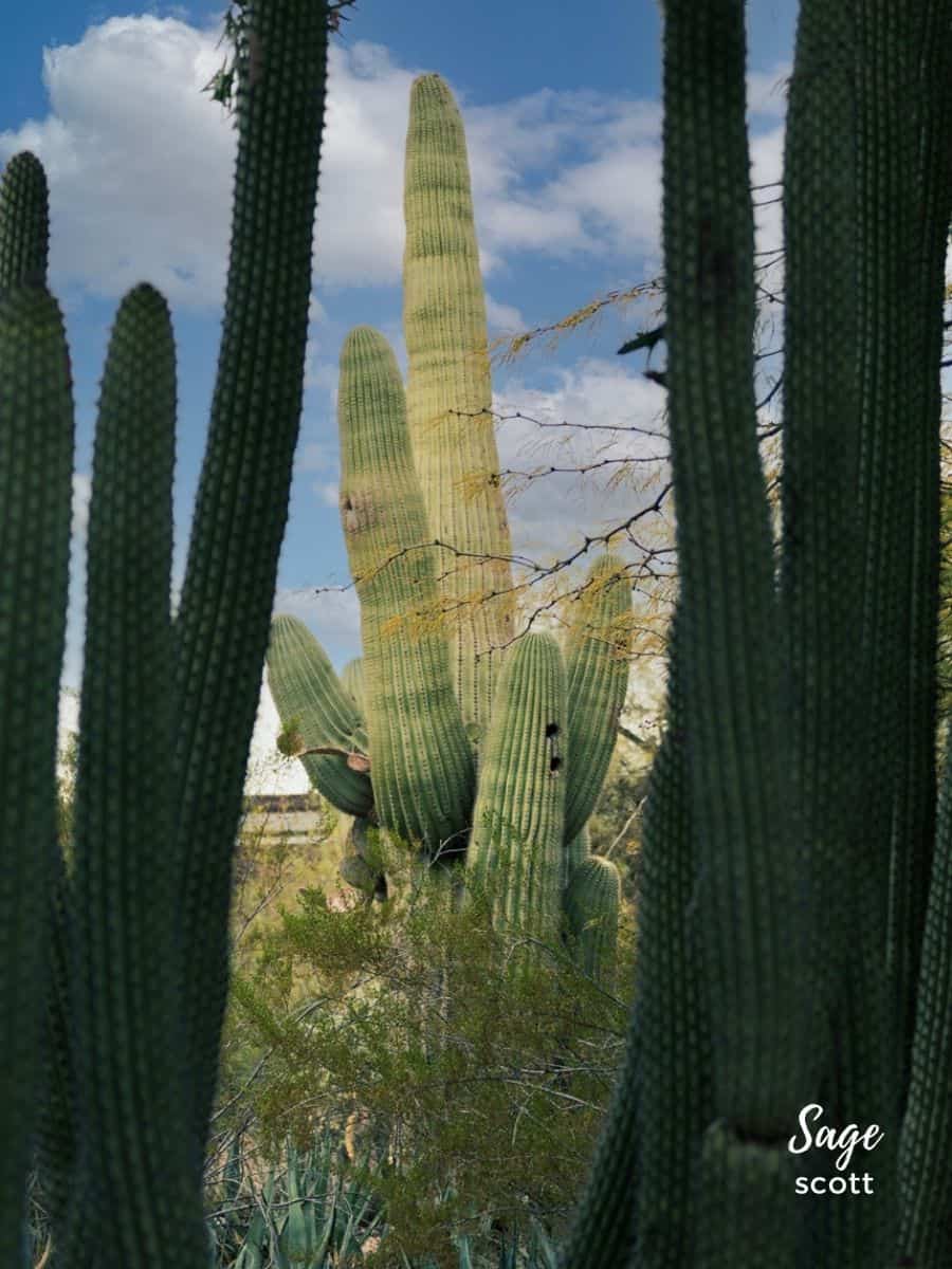A cactus famed by cactus in Phoenix