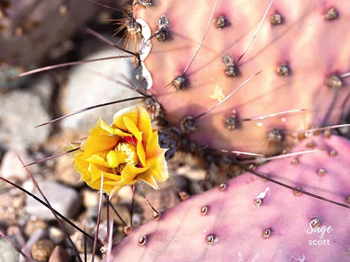 Small yellow flower blooming on prickly pear cactus