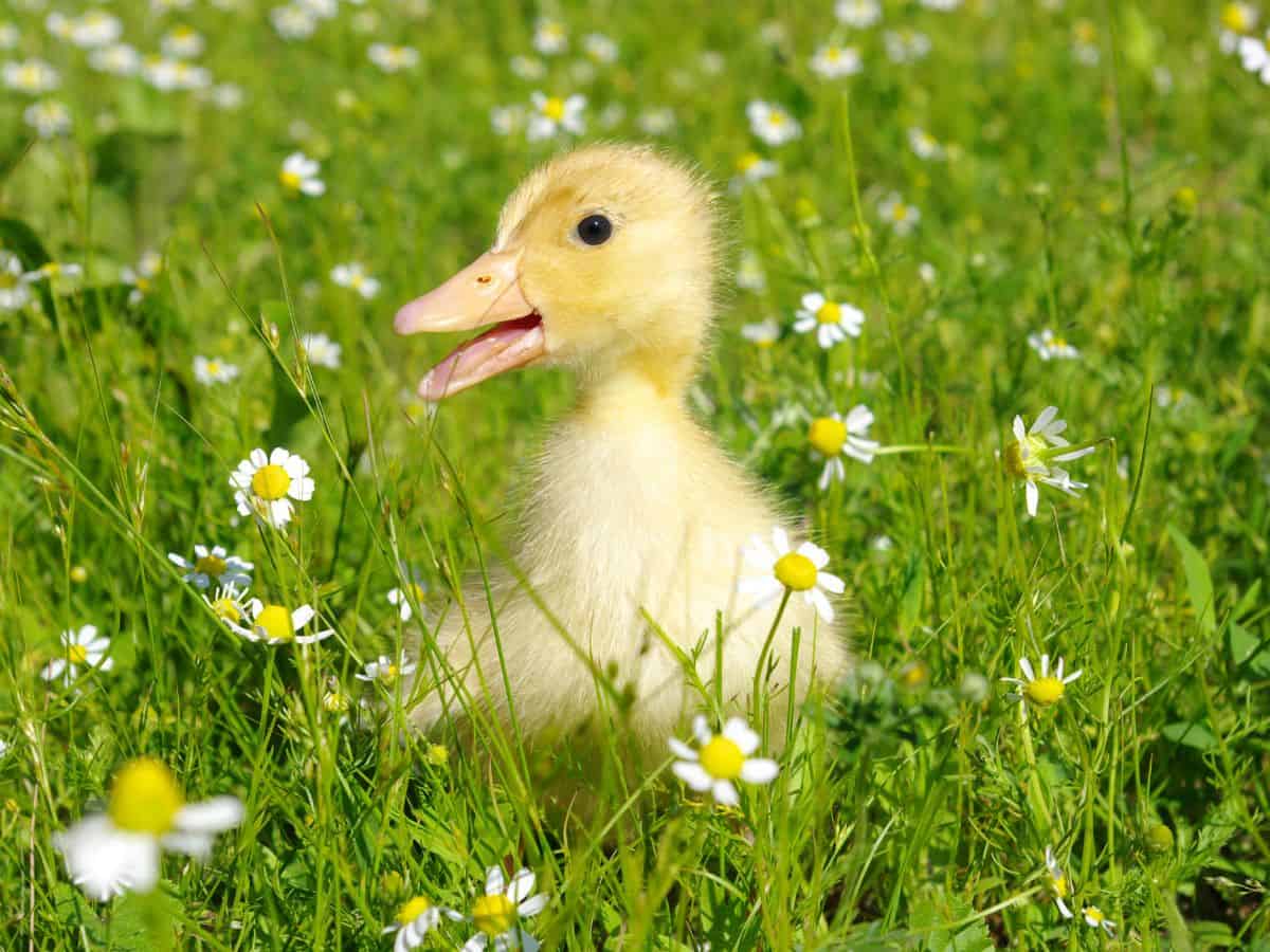 Duckling in Grassy Field