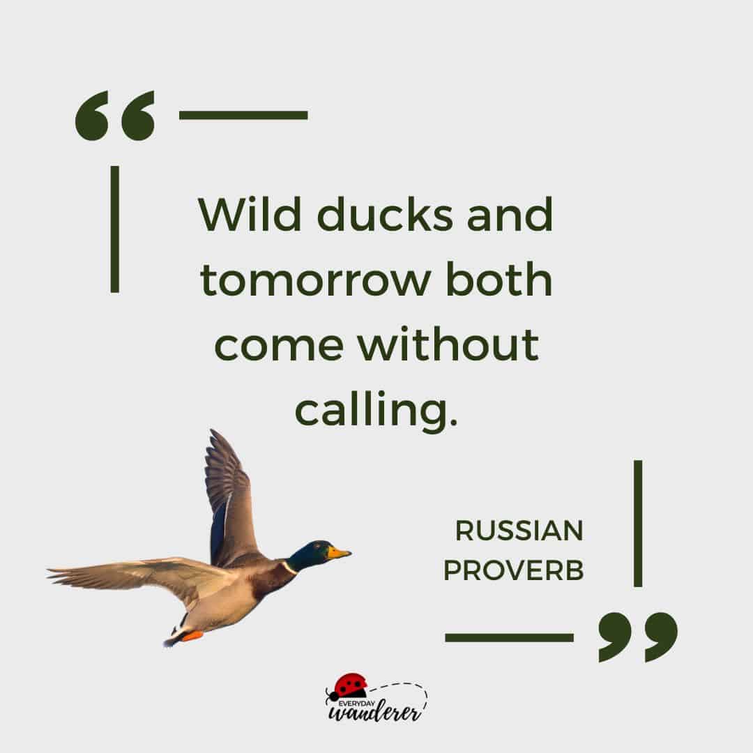 Wild ducks and tomorrow both come without calling.