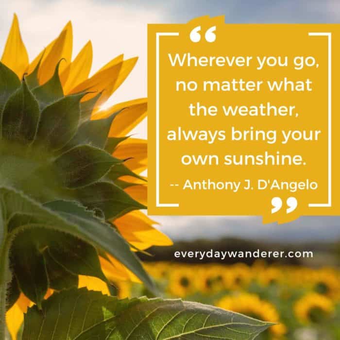 100+ Sunflower Quotes to Brighten Your Day