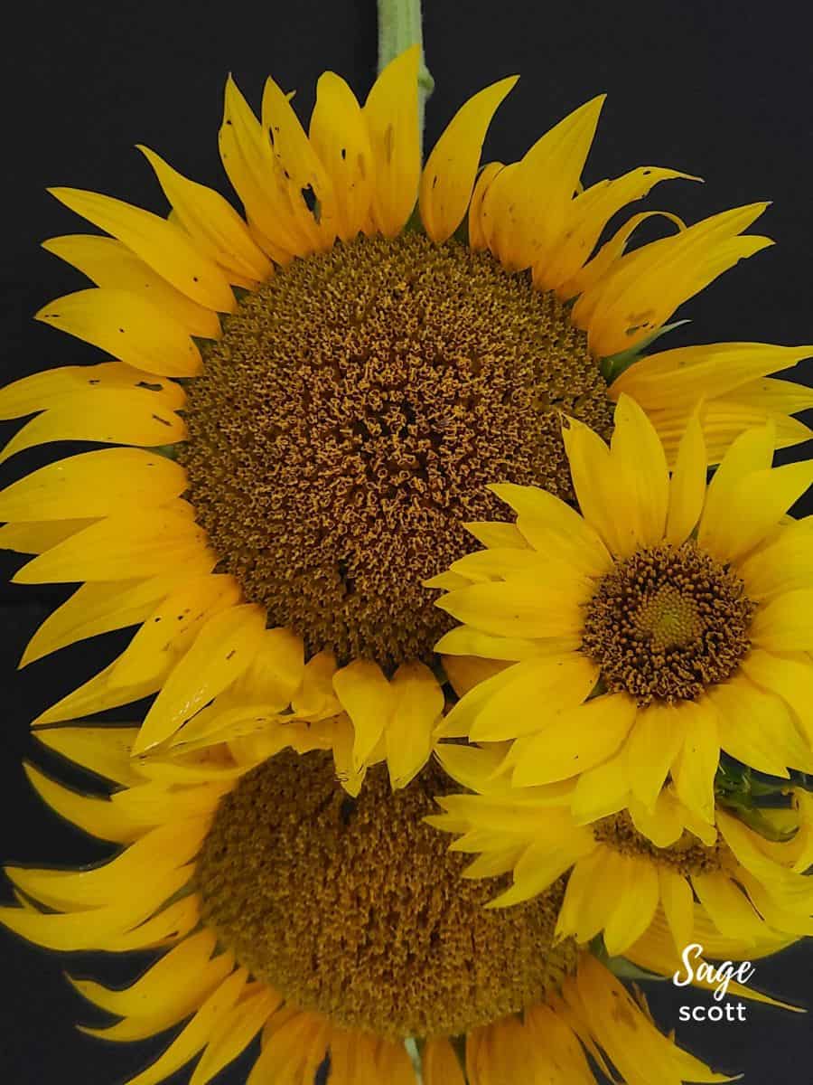 Cultivated and Wild Sunflowers